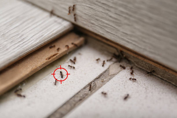 Wasp Removal Services in Cherry Valley, CA