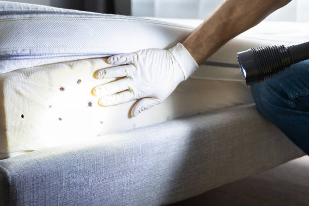 Best Mosquito Control Services  in Cherry Valley, CA