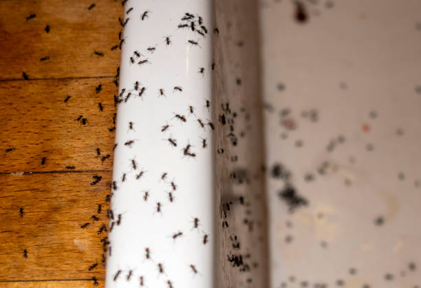 Best Ant Control Services  in Cherry Valley, CA