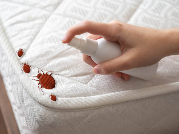 Best Residential Pest Control  in Cherry Valley, CA