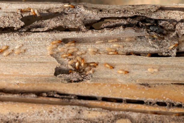 Best Termite Control Services  in Cherry Valley, CA